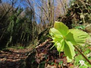 Festa di fiori sui sentieri per il Monte Ubione-19mar24